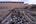 Afval buiten in Homs