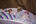 Babies op de nicu